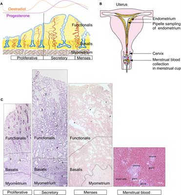 Endometrial and Menstrual Blood Mesenchymal Stem/Stromal Cells: Biological Properties and Clinical Application